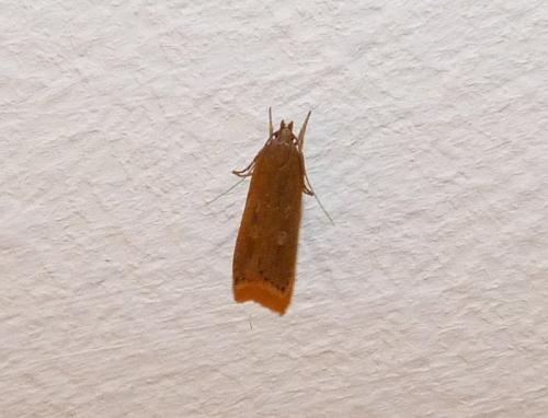 Réf. 191 082 : Helcystogramma triannulella